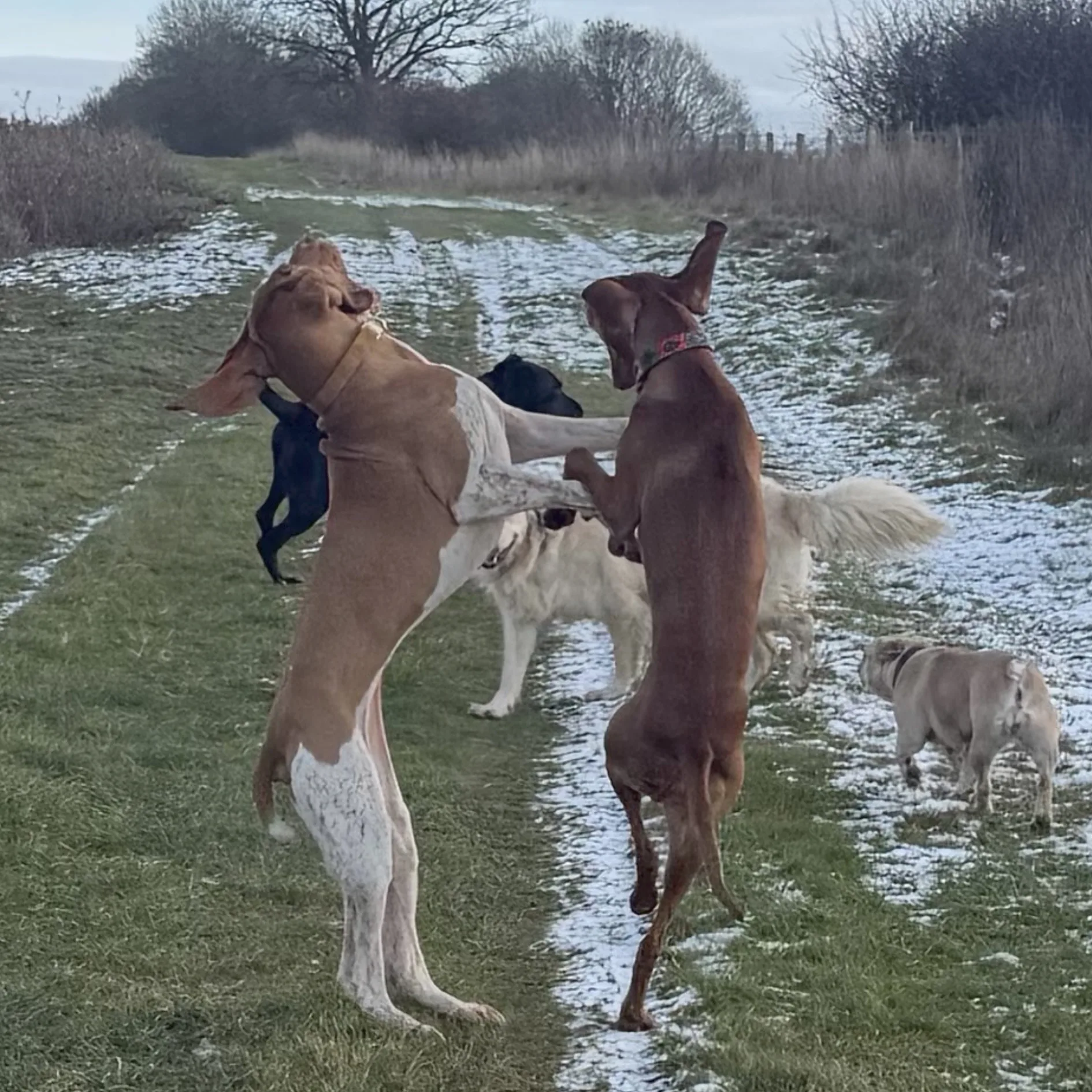 Dogs dancing and playing on a snowy path