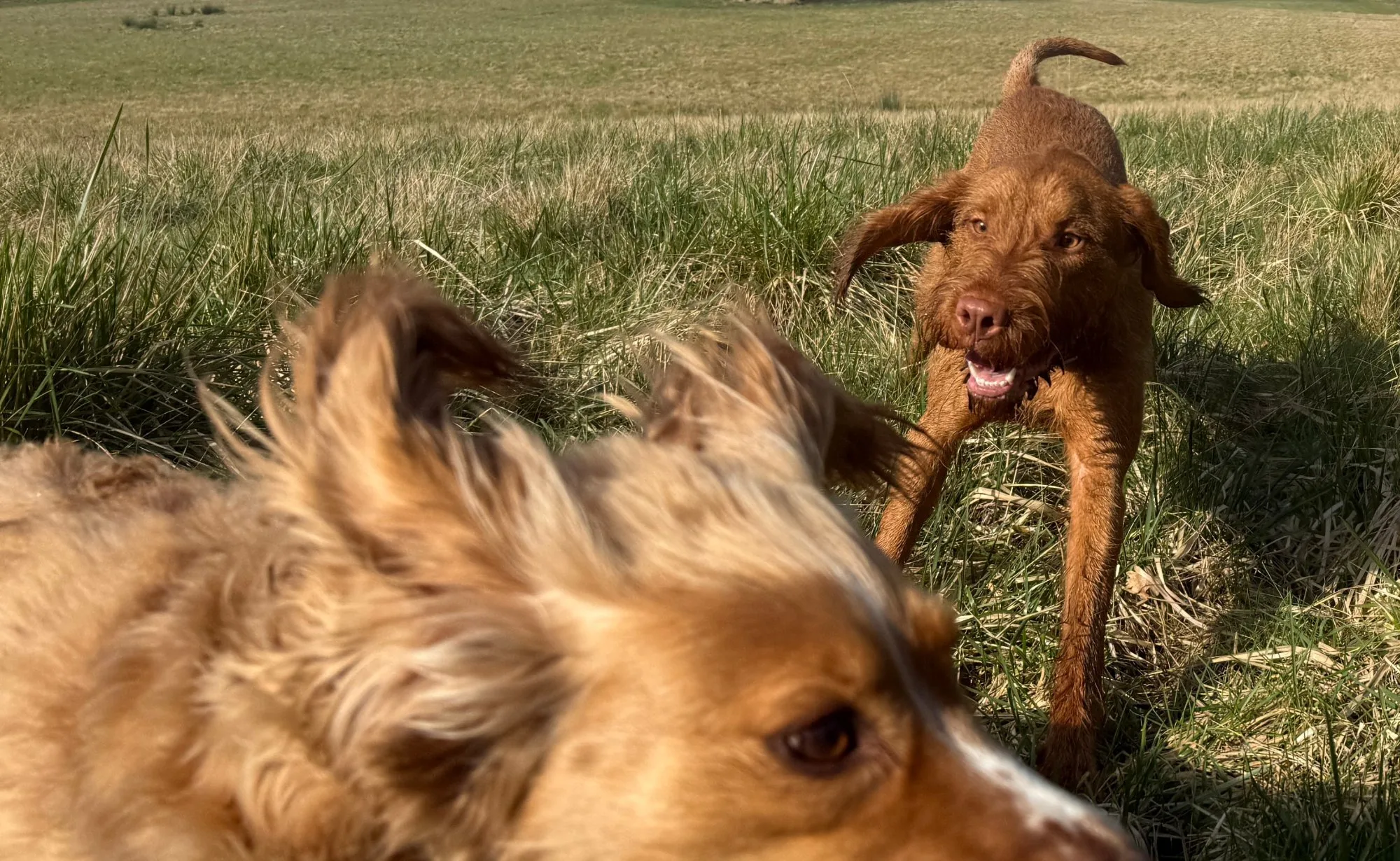 Ludo and Teddy playing in a field