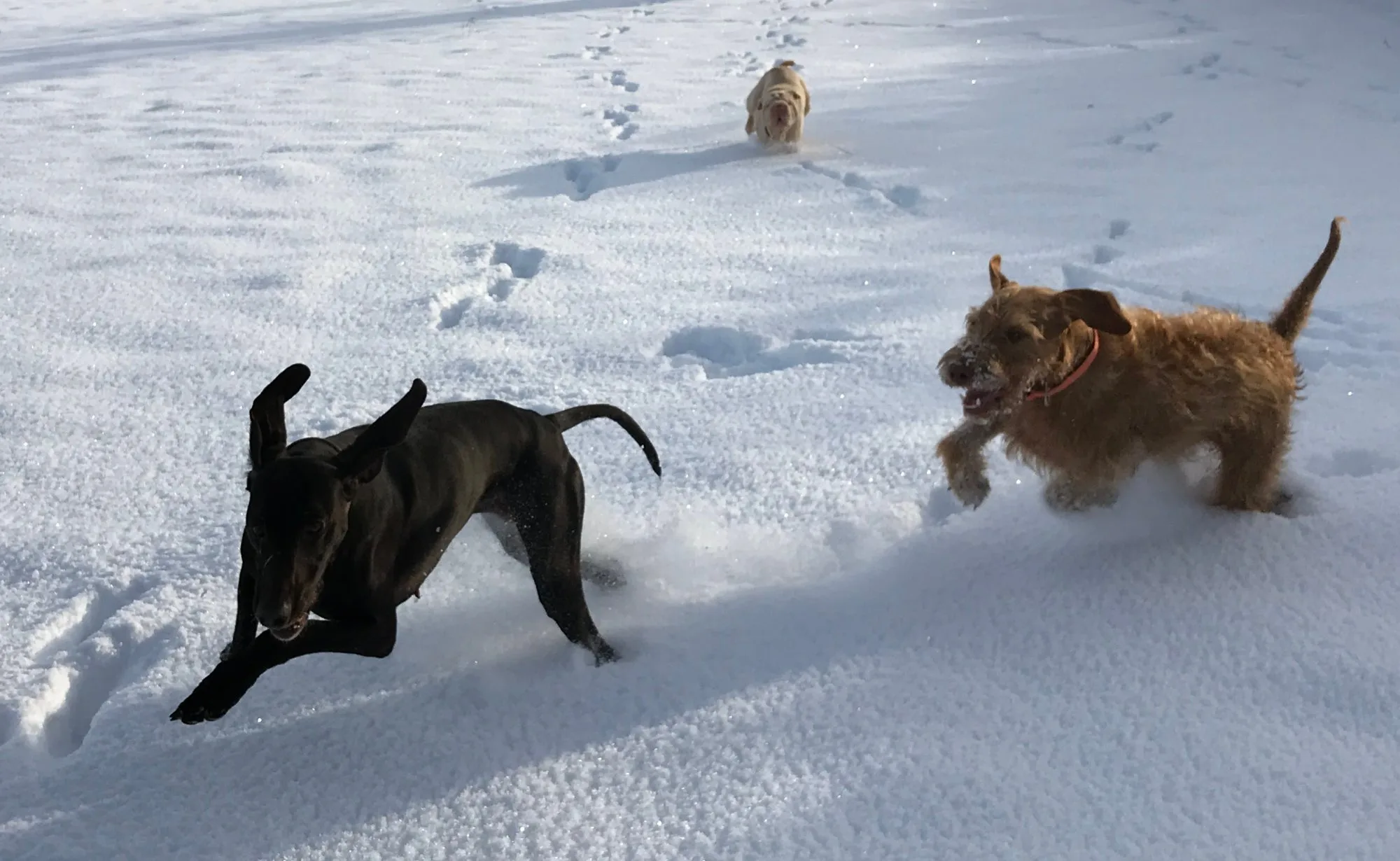 Dogs having a blast in the snow