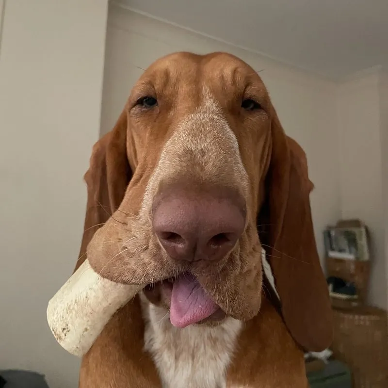 Suki with a bone