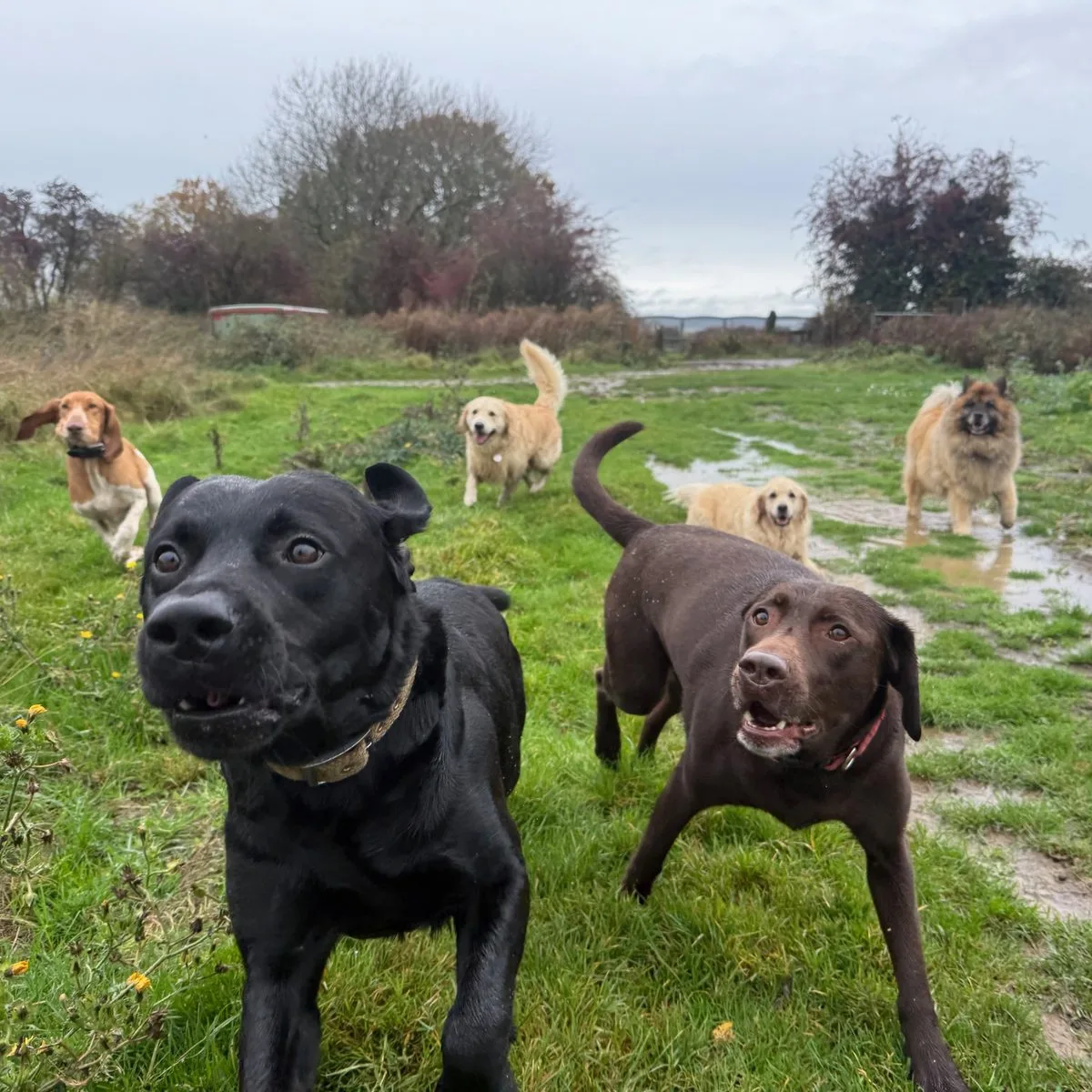 Dogs running on a morning walk